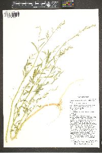 Chenopodium leptophyllum image