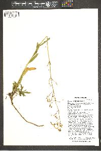 Penstemon rostriflorus image