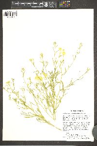 Psilostrophe sparsiflora image