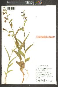 Epipactis gigantea image