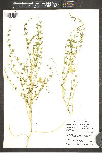 Astragalus preussii var. preussii image