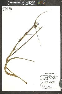 Tradescantia occidentalis image