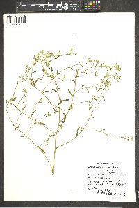 Cryptantha pterocarya image