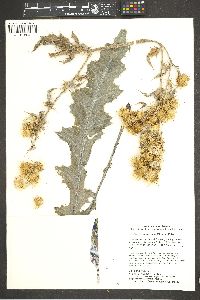 Cirsium mohavense image