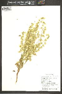 Emmenanthe penduliflora image