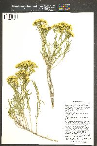 Ericameria viscidiflora image