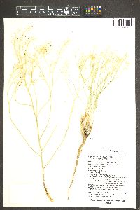 Lepidium montanum image