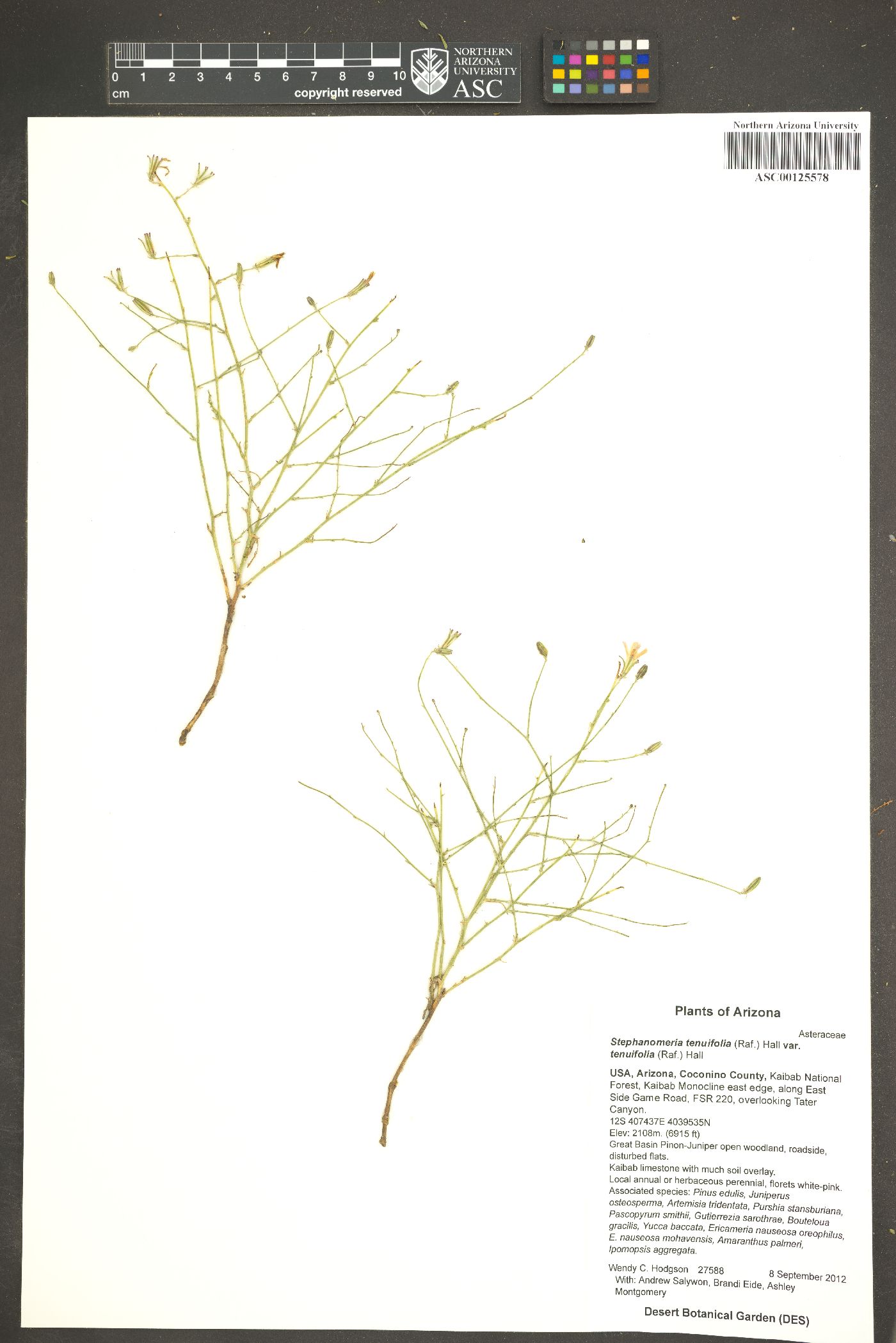 Stephanomeria minor var. minor image