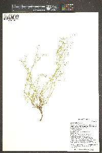 Galium wrightii image