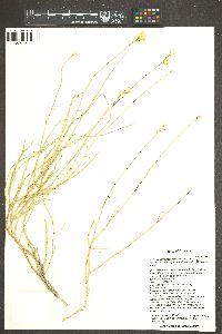 Ericameria nauseosa var. juncea image
