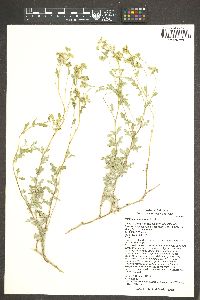 Parthenium incanum image