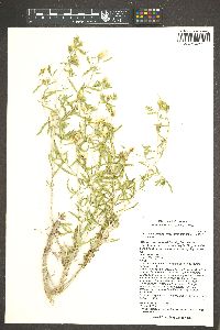 Mentzelia longiloba var. yavapaiensis image