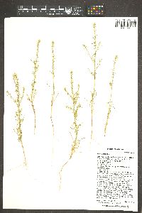 Salsola tragus image