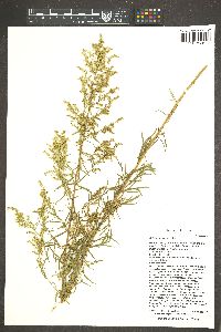 Artemisia dracunculus image