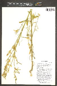 Nicotiana attenuata image