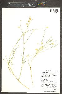 Linum lewisii image