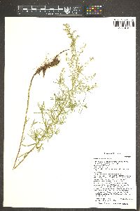 Artemisia dracunculus image