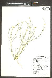 Xanthisma gracile image