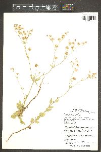 Eriogonum abertianum image