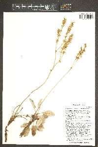 Eriogonum racemosum image