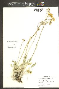Hymenopappus filifolius var. lugens image