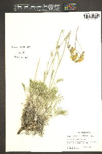 Hymenopappus filifolius var. megacephalus image