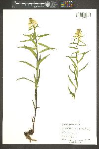 Pedicularis racemosa image