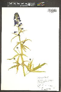 Delphinium barbeyi image