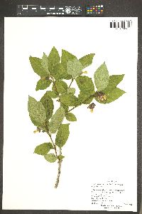 Lonicera involucrata image