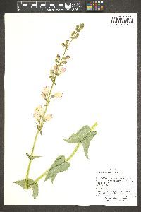 Penstemon palmeri image