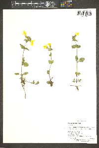 Mimulus tilingii image