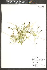 Salazaria mexicana image
