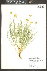 Adenophyllum cooperi image