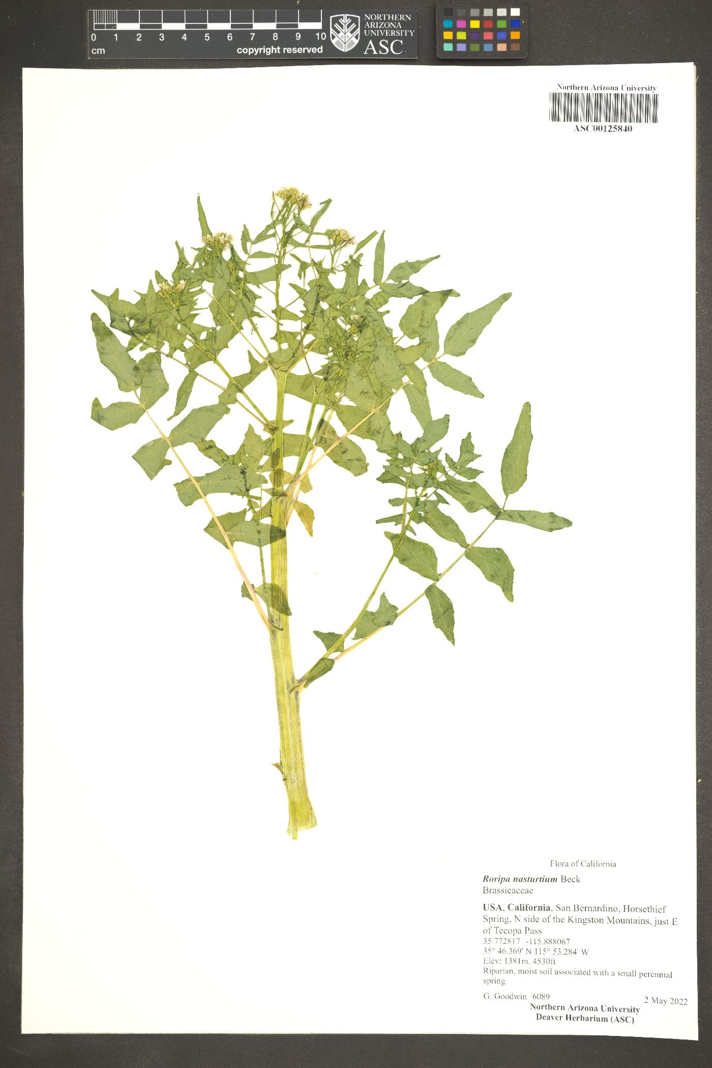 Roripa nasturtium image
