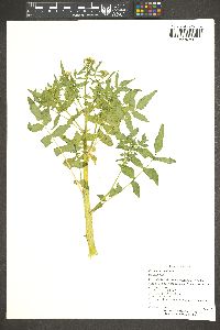 Roripa nasturtium image