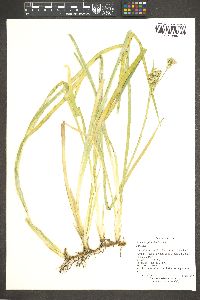 Juncus xiphioides image
