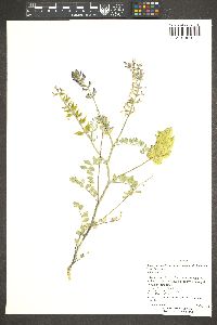 Astragalus lentiginosus var. fremontii image