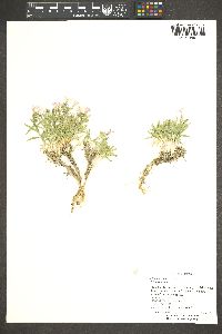 Phlox viridis image