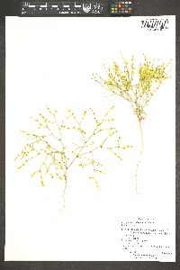 Eriogonum nidularium image