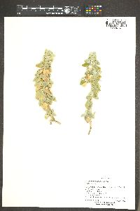 Shepherdia rotundifolia image