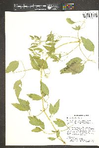 Clematis ligusticifolia image