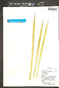 Yucca utahensis image