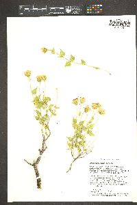 Brickellia atractyloides image