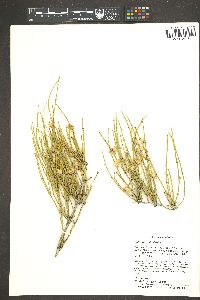 Ephedra viridis image