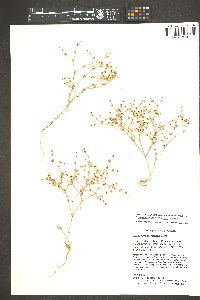 Eriogonum palmerianum image
