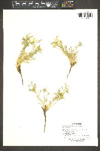 Corydalis aurea subsp. aurea image