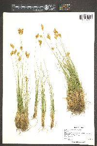 Carex straminiformis image