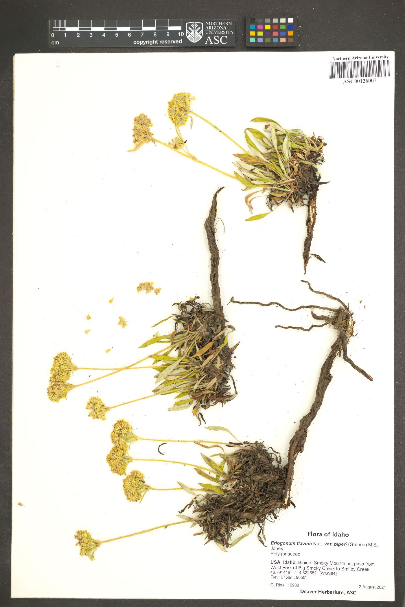 Eriogonum flavum var. piperi image