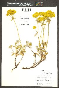 Eriogonum umbellatum var. furcosum image