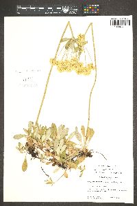 Eriogonum umbellatum var. majus image